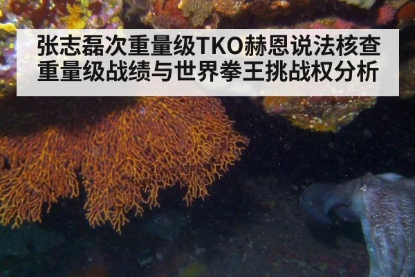 张志磊次重量级TKO赫恩说法核查 重量级战绩与世界拳王挑战权分析